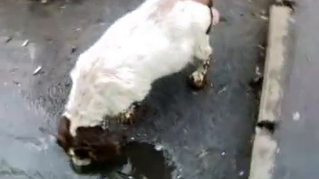 СМ.ВСЕМ!!! Собака с яйцом динозавра! РЖАЧЬ смотреть онлайн