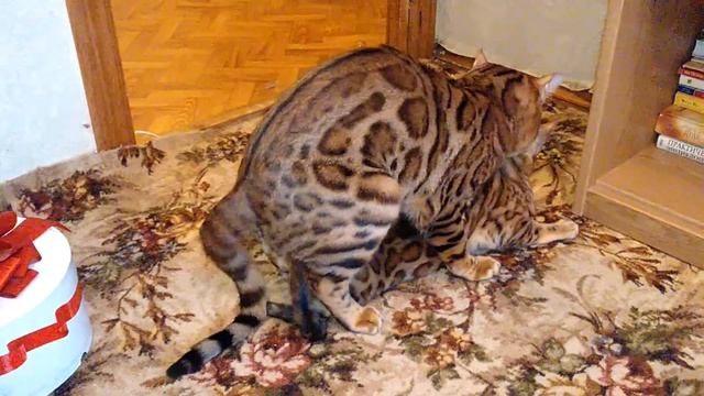 Вязка с Бенгальским котом 4000 Москва смотреть онлайн