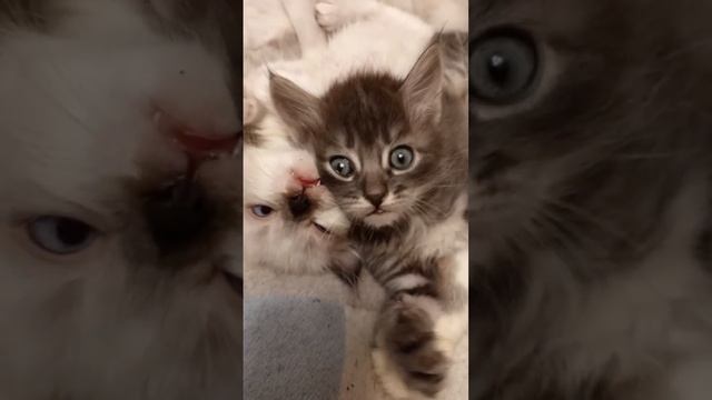 Серый котик и белая кошечка ❤️🐈🐈❤️. смотреть онлайн