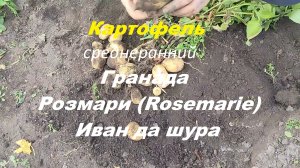Картофель Гранада, Розмари (Rosemarie), Иван да шура.