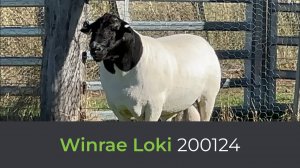 Дорпер Winrae Loki 200124