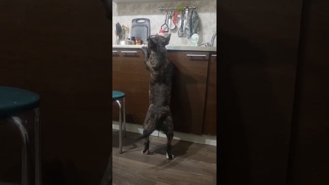 Петя бультерьер 😁 #animals #bullterrier #dogs #puppy #бультельер #животные #собаки #щенки #food