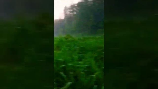 Зачем собаки и волки  едят траву #adventure #wolf #wolfdogs #music #nature #собака #alaskanmalamute