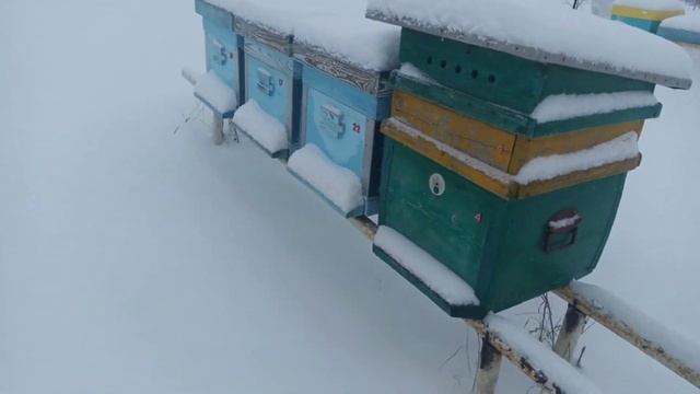 Проверка пчёл после ледяного дождя. Охрана пасеки. смотреть онлайн