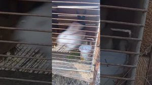 Спаривание кроликов