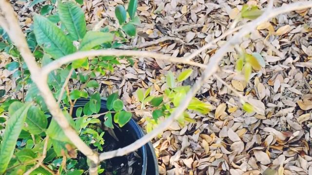 What Are Cocktail Trees? 3 In 1 Jaboticaba Fruit Tree (plinia cauliflora) #gardening #fruit