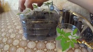 КИТАЙСКИЙ СПОСОБ ВЫРАЩИВАНИЯ  РАССАДЫ ТОМАТОВ!!!ЭТО НАДО ВИДЕТЬ!!!