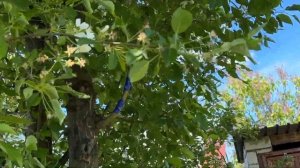 Последний день весны. Сенокос и установка шпалеры для розы