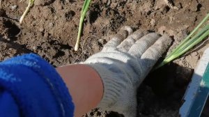 Отличная рассада ЛУКА Эксибишн и Ялтинского у меня выросла. Высаживаю в огород.