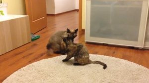 Кошки дерутся