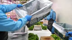 The process of a Korean scientist growing fresh vegetables and delivering them to your home.