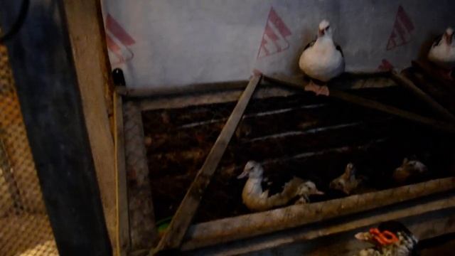 Заморозки и утки..... Субстрат для обогрева. смотреть онлайн