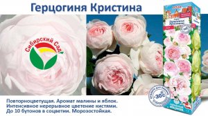 Роза Герцогиня Кристина (Флорибунда) от Агрофирмы "Сибирский сад"