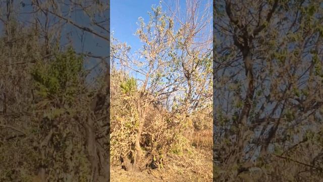 Voge 300 Rally. Осенняя эндуро прогулка. смотреть онлайн