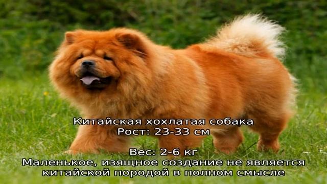 Китайские породы собак