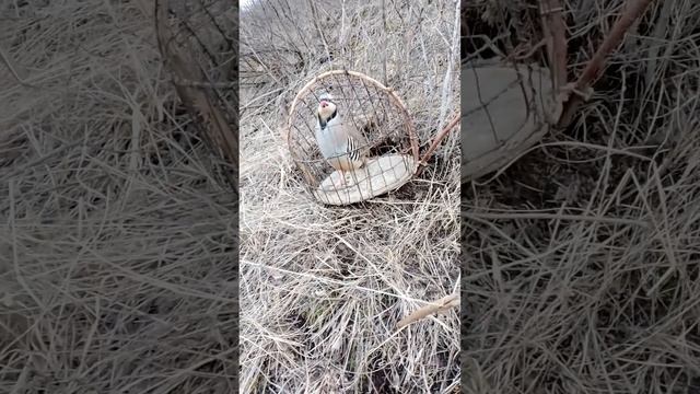 охота кеклик 2023 смотреть онлайн