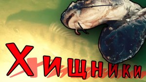 Охоота на охоту. Подводная охота в декабре на хищника