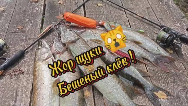 Жор щуки  Бешеный клёв !  #лето2024 #fishing #хищник #рыбалка #щука #август2024