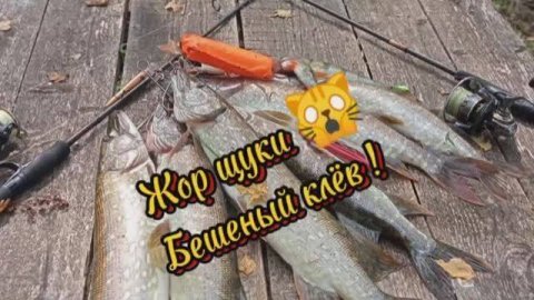 Жор щуки Бешеный клёв ! #лето2024 #fishing #хищник #рыбалка #щука #август2024