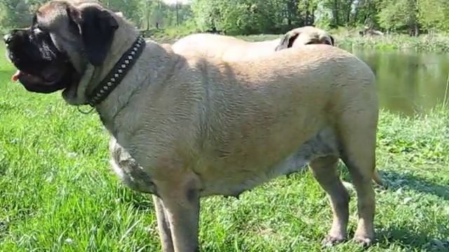 Английский мастиф English mastiff смотреть онлайн
