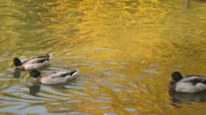 Осенние листья! Красивое осеннее слайд-шоу!