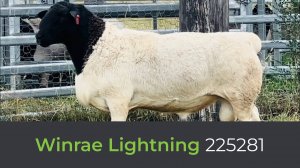 Дорпер Winrae Lightning 225281