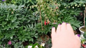 Самый цветущий месяц в саду. Роскошное цветение Роз, Гортензий, Фуксий, Пеларгоний.