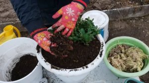 ПЕТУНИЮ высаживаем на ПМЖ под моим РУКОВОДСТВОМ