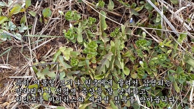 수십년간 혈거워진 혈관과 위장병으로 건강을 망쳐온 사람이 이것을 먹고 모두 치료가 되었다 смотреть онлайн