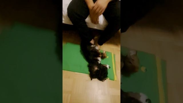 Любишь Собак? - Посмотри на ЭТУ! Передержка собак смотреть онлайн