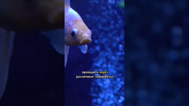 Золотая рыбка без амнезии #мифы #наука #научпоп #золотаярыбка