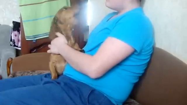 хаски отдыхает-_-у меня собака петь умеет смотреть онлайн