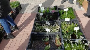 Весенняя ЯРМАРКА садовода. Что продавали , по какой цене  и что купила?