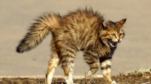 Смешные котики 67