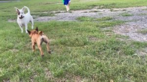 Как объяснить щенку что нельзя кусаться...