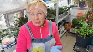 Класманн или перлит? Где быстрее и лучше приживутся черенки?