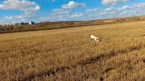 Английский пойнтер Граль 9мес