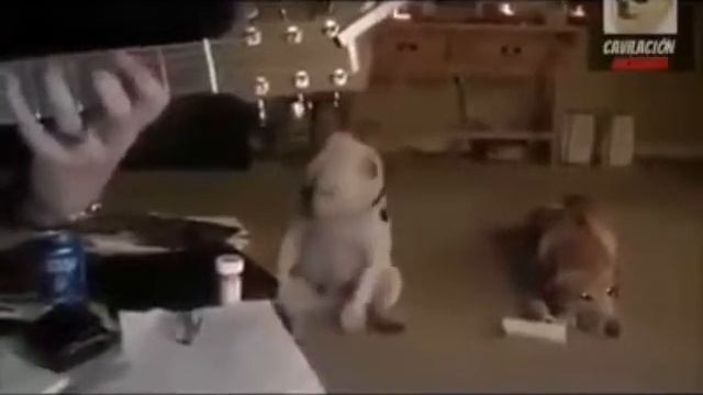 Собака танцует!!! ШОК!!! смотреть онлайн
