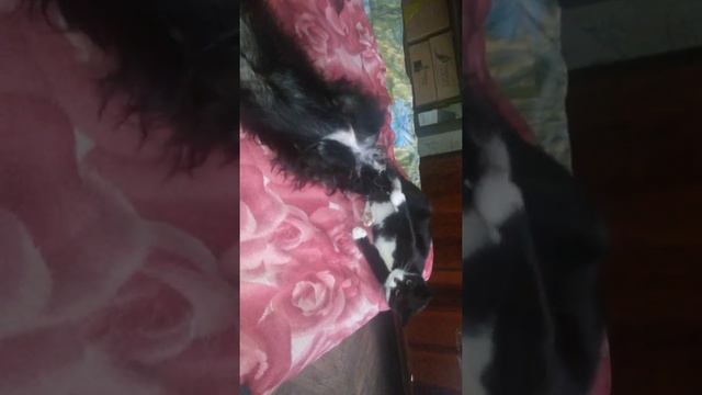 Сеня и Плюша борьба собака против кошки смотреть онлайн