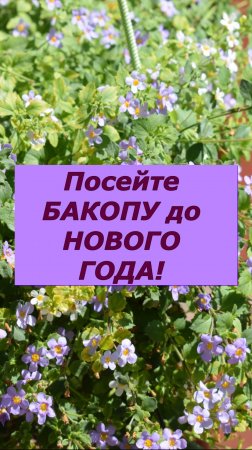 Бакопа. Выращивание цветка Бакопа для нового сезона 2025 года.