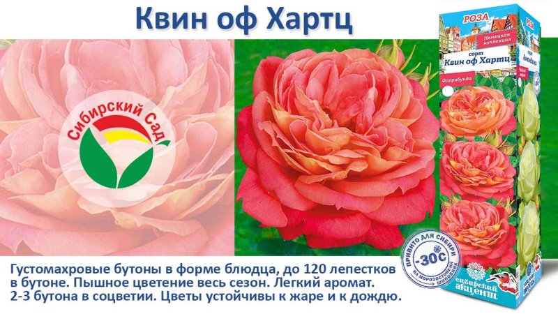 Роза Квин оф Хартц (Флорибунда) от Агрофирмы "Сибирский сад"