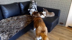 Хаски  ПАПА и МАМА отобрали Новую ИГРУШКУ Щенка
