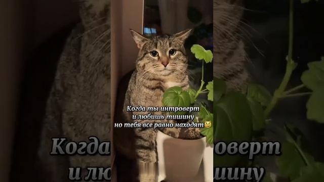 Как же я его понимаю 😄