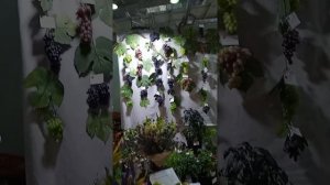 Иркутский Клуб Садоводов - Опытников имени А. К. Томсона. 25.08.2023. Иркутск.