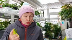 Купили растения в коробках? Как сохранить до весны? Шок- способ - всегда на отлично!