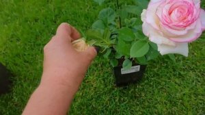 Новые РОЗЫ в сад- не хотела покупать, но надо. Интересная новинка