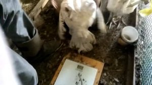 Курятник на чердаке 2