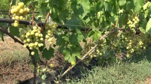 Виноград Красавчик