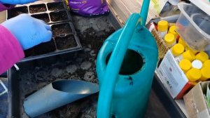 Удивитесь какой это красивый цветок- ампельный ЛЬВИНЫЙ ЗЕВ. Для подвесов. ящиков и композиций. Посев