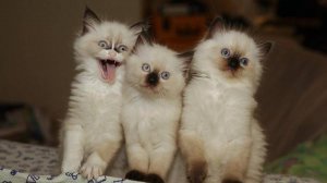 Смешные котики 58